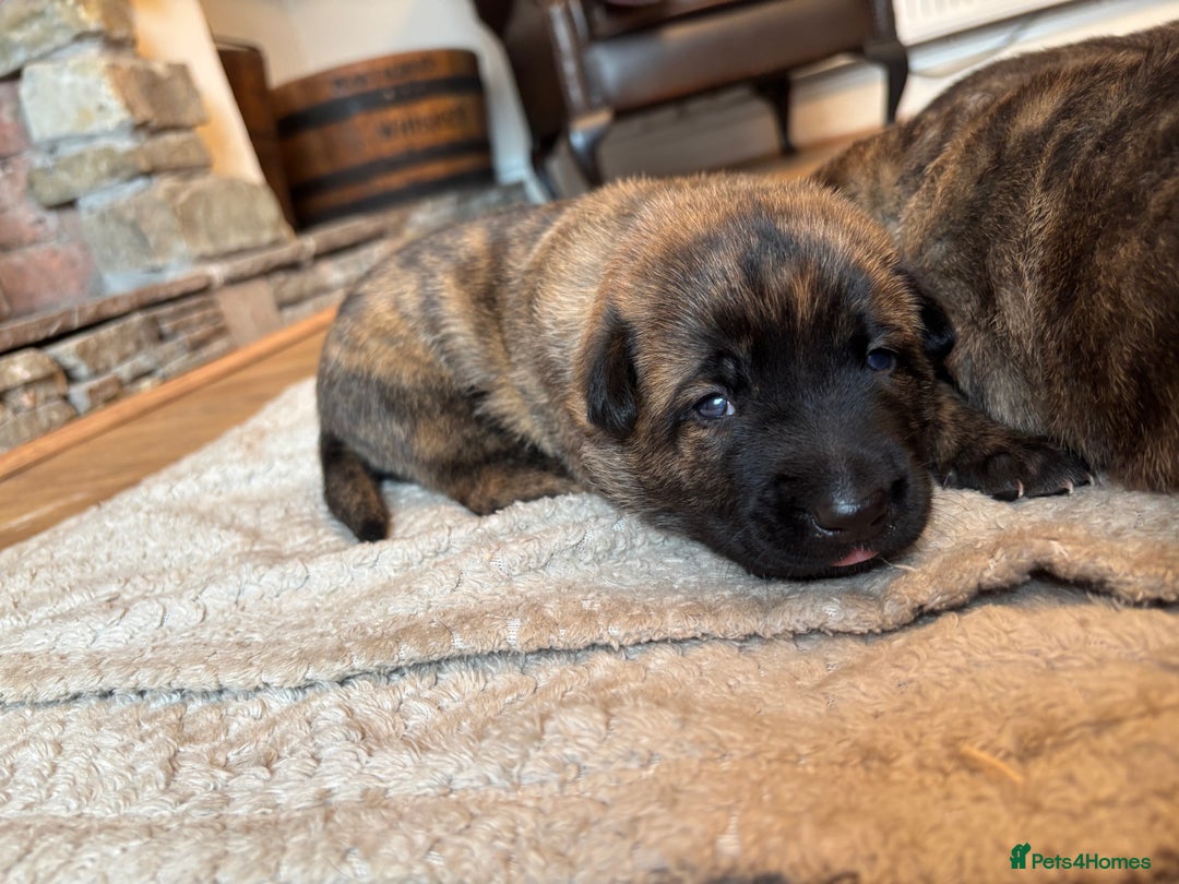 Belgian Shepherd Dog dogs for sale: Dutch shepherd puppies  - Image 2