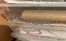 Corn Snake reptiles for sale: Baby corn snakes, snows, amel het palmetto, anery - Image 4