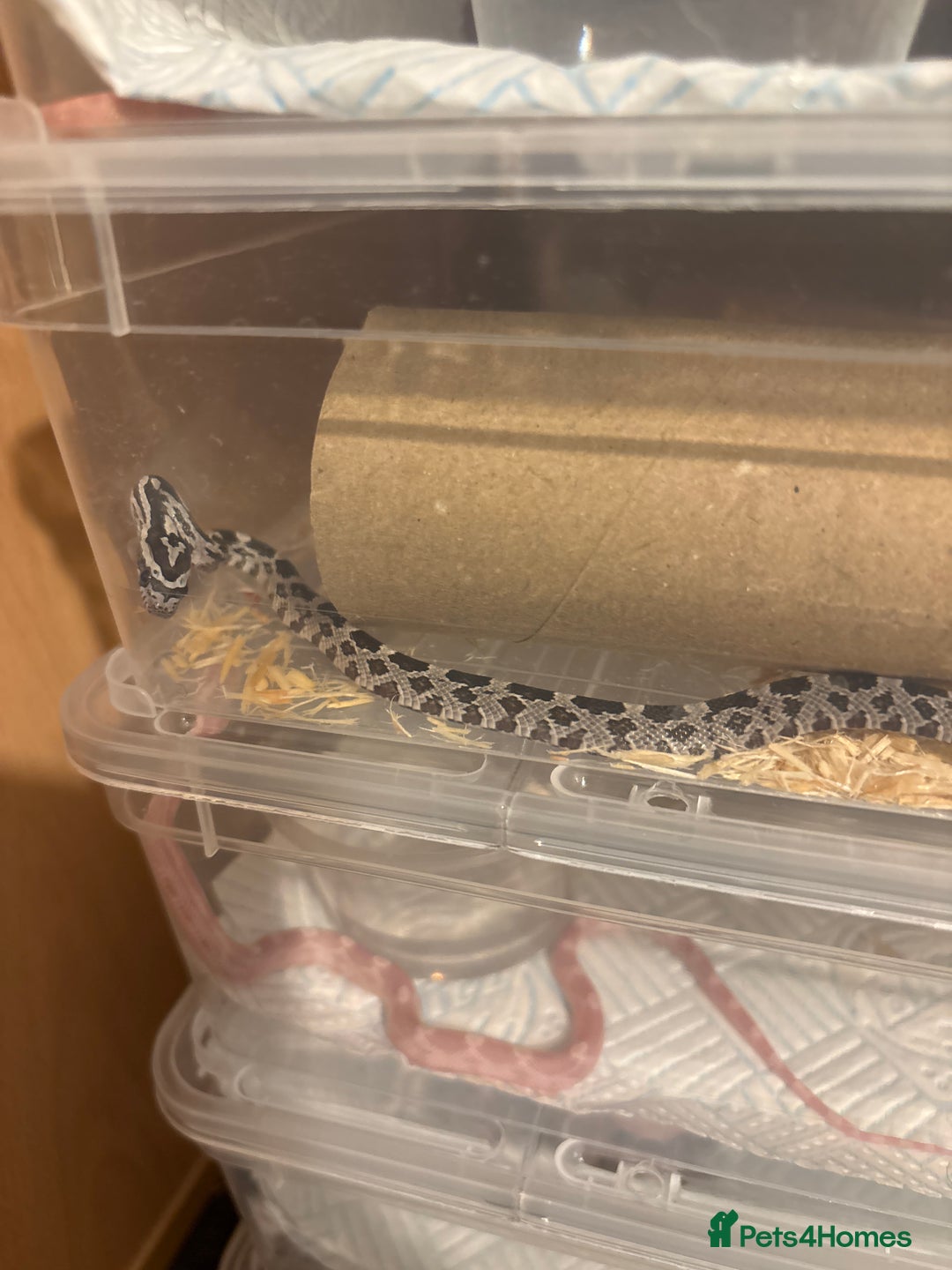 Corn Snake reptiles for sale: Baby corn snakes, snows, amel het palmetto, anery - Image 4