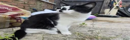 Mixed Breed cats for sale: 2 Mixed Breed Cats in Dunstable - Advert 10