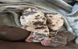Miniature Dachshund dogs for sale: Kc miniature Dachshunds 2  girls  left  - Image 8
