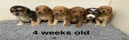 Cockapoo dogs for sale: Outstanding Cockapoo Puppies - Fully Health Tested - Advert 2