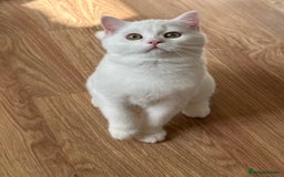 British Longhair cats for sale: Gorgeous British Longhair & Shorthair Kittens - Image 4