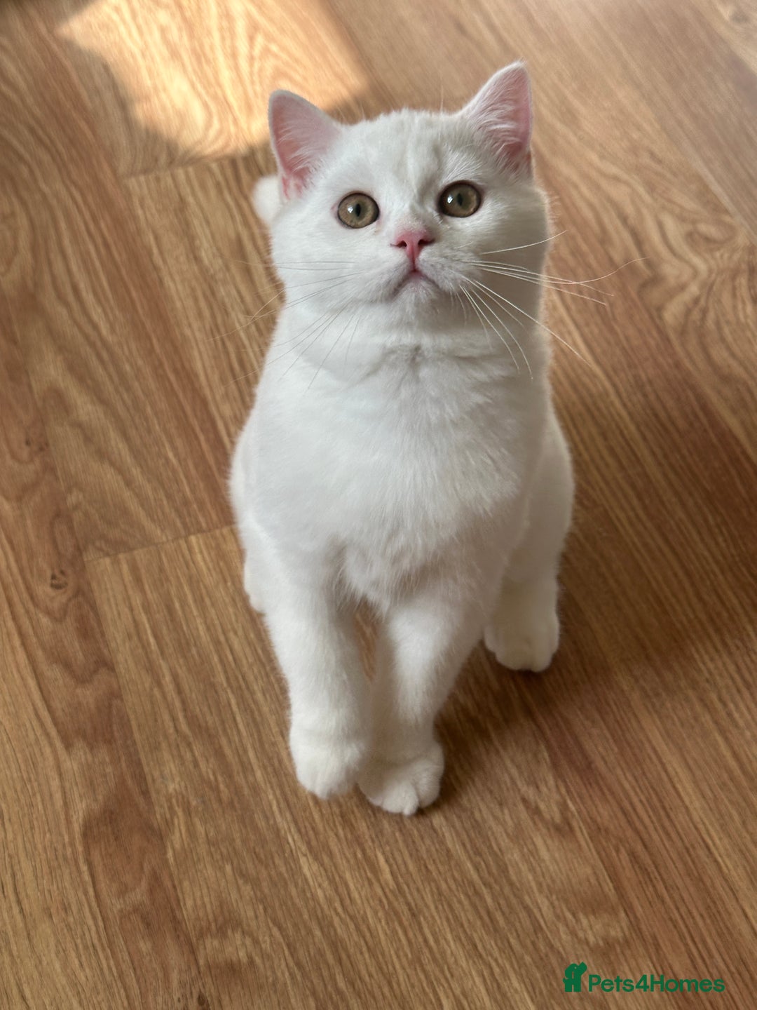 British Longhair cats for sale: Gorgeous British Longhair & Shorthair Kittens - Image 4