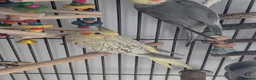 Cockatiels birds for sale: John cockatiels - Advert 9