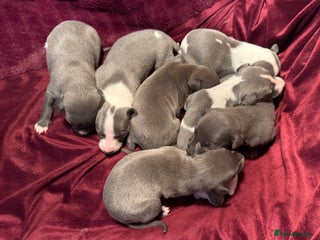 Whippet dogs Stunning Whippet puppies. - Advert 1