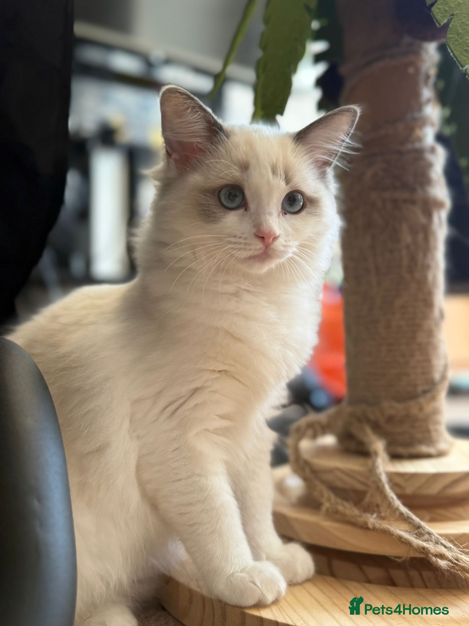 Ragdoll cats Ready now TICA Ragdoll Blue Bicolour girl - Advert 1