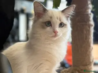 Ragdoll cats Ready now TICA Ragdoll Blue Bicolour girl - Advert 1