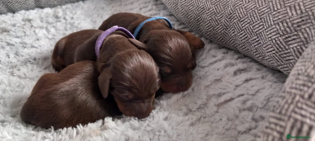 Miniature Dachshund dogs for sale: True miniature Daschund puppies - Advert 4
