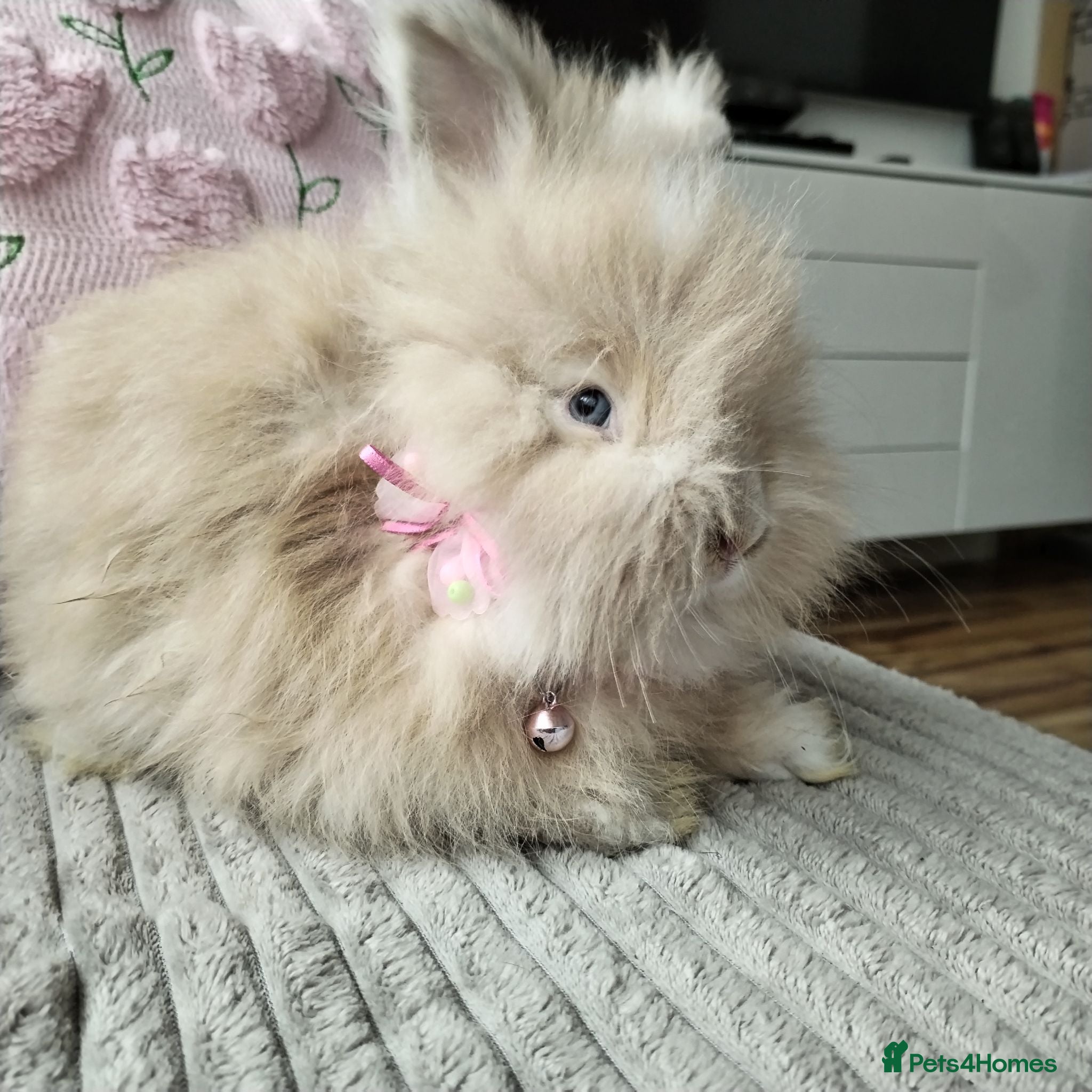 Angora rabbits English Angora Full Faced - Advert 1
