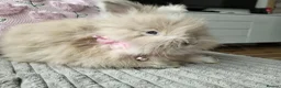 Angora rabbits for sale: English Angora Full Faced - Advert 13