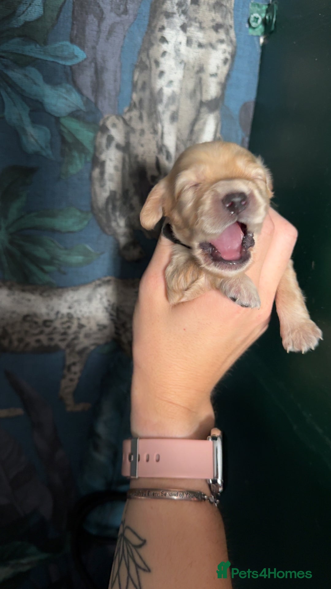 Cockapoo dogs for sale: Beautiful F1 Cockapoos  - Image 11