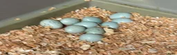 Quail poultry for sale: Celadon Quail hatching eggs x12 - Advert 16
