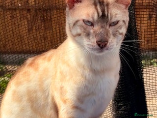 Bengal cats Proven snow bengal & brown bengal for stud - Advert 3