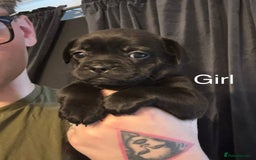Mixed Breed dogs for sale: Pug puppies for sale! - Image 4