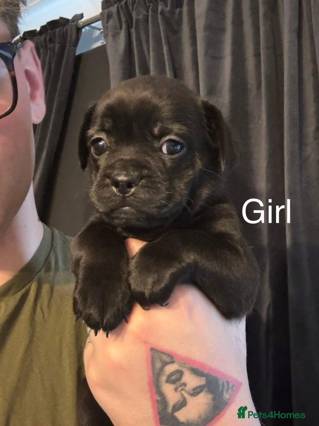Mixed Breed dogs for sale: Pug puppies for sale! - Image 4