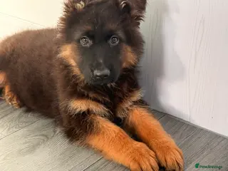 German Shepherd dogs Kc Registered Long Haired German Shepherd Puppies - Advert 4