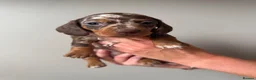 Miniature Dachshund dogs for sale: Miniature dachshund - Advert 3