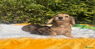 Miniature Dachshund dogs - Advert 16