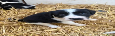 Border Collie boy 4