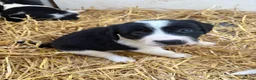 Border Collie dogs for sale: Beautiful Border Collie Pups - Advert 3