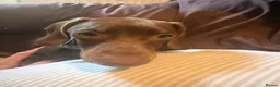 Miniature Dachshund dogs for sale: Chocolate miniature Dashound  - Advert 5