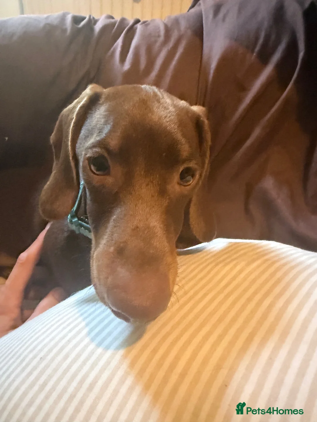 Miniature Dachshund dogs for sale: Chocolate miniature Dashound  - Advert 5