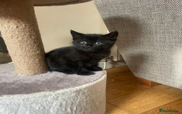 Maine Coon cats for sale: Fluffy shiny half maine coon - Image 8