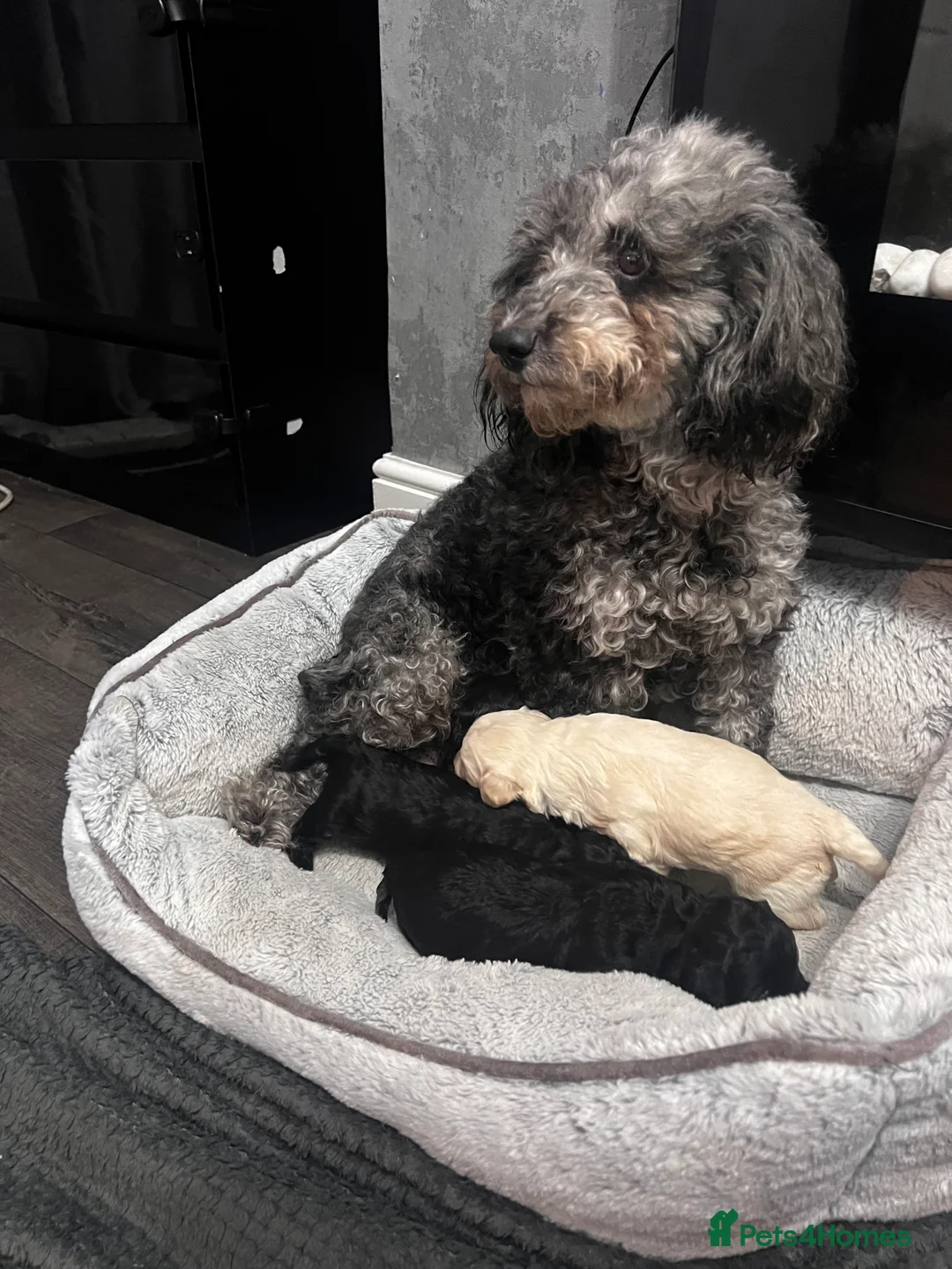 Maltipoo dogs for sale: STILL AVAILABLE!!! Stunning F1 Maltipoos  - Advert 5