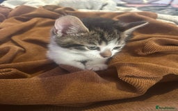 British Shorthair cats for sale: Ready for love - Image 3