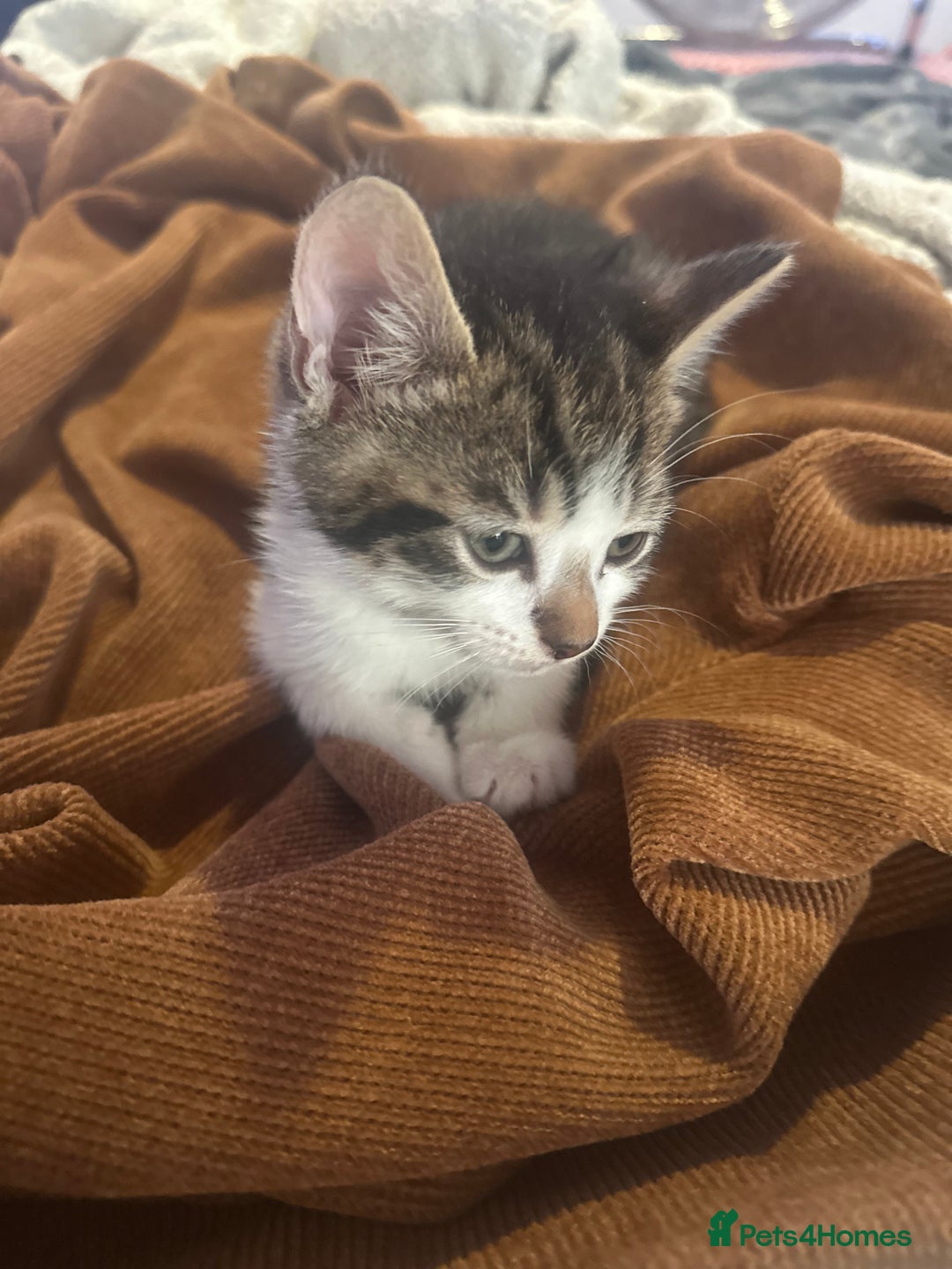British Shorthair cats for sale: Ready for love - Image 3