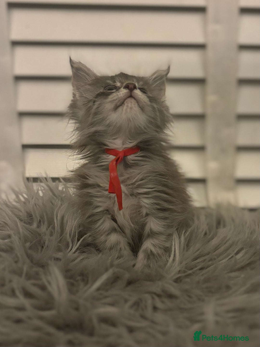 Maine Coon cats for sale: GCCF-Registered Maine Coon Kittens - Advert 15