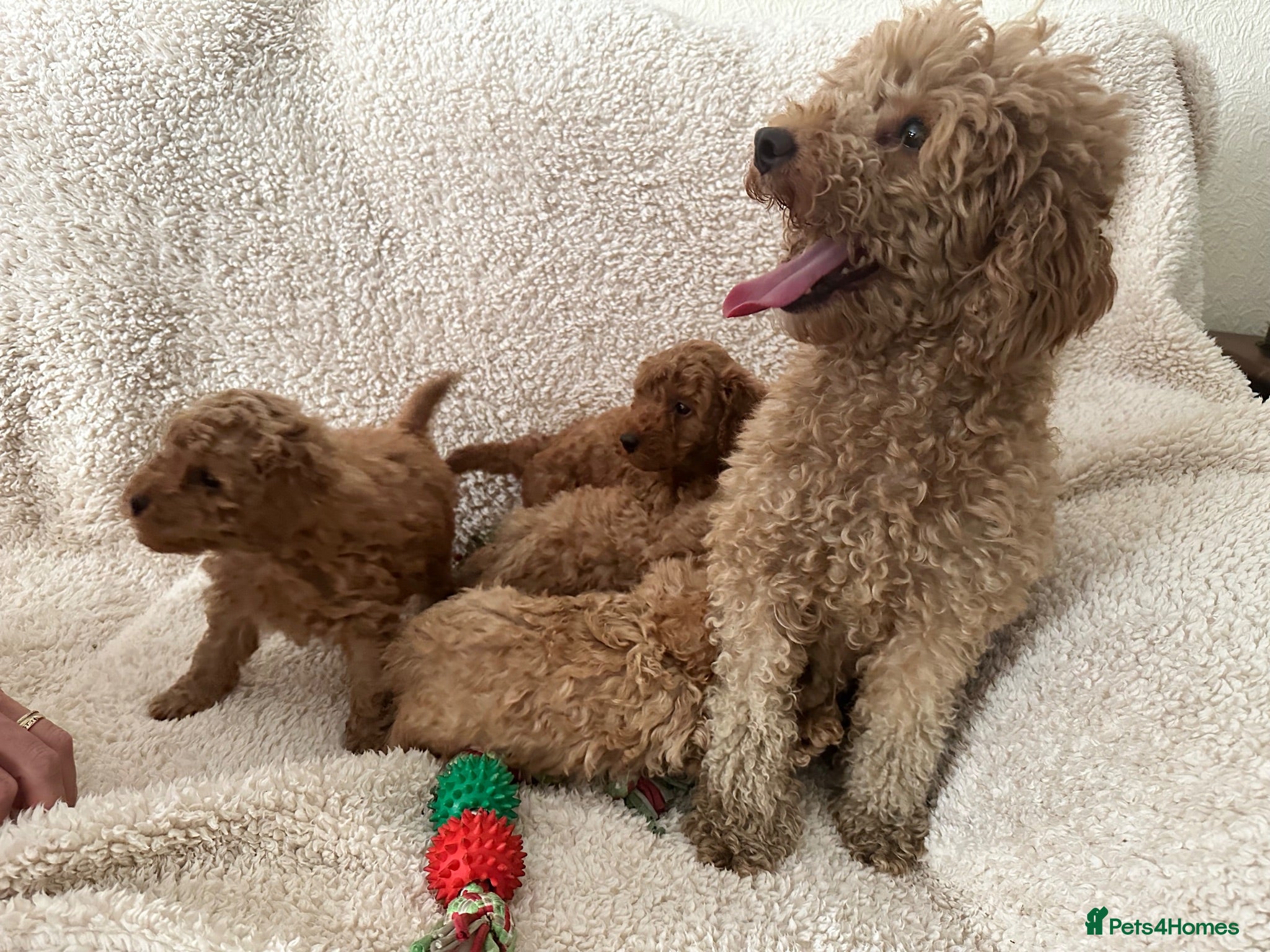 Toy Poodle dogs Apricot/red  - Advert 2