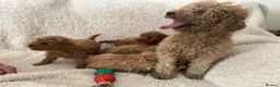 Toy Poodle dogs for sale: Apricot/red  - Advert 7