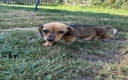 Miniature Dachshund dogs for sale: Miniature smooth haired dachshund puppies - Image 8