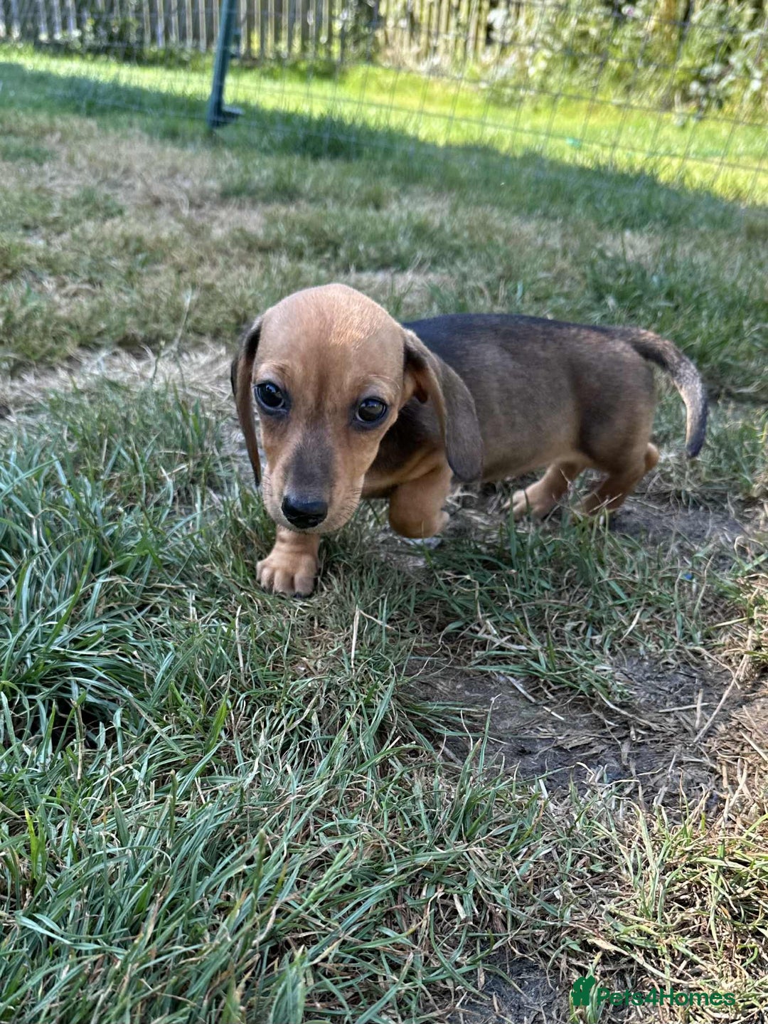 Miniature Dachshund dogs for sale: Miniature smooth haired dachshund puppies - Image 8