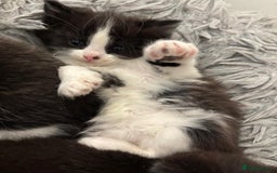 Mixed Breed cats for sale: Cat and kittens  - Image 1
