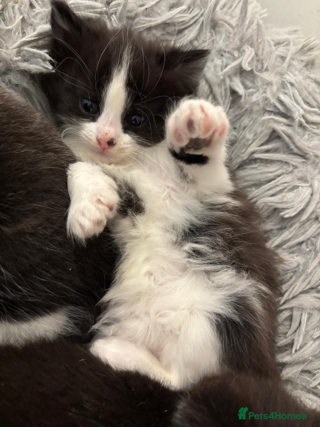 Mixed Breed cats for sale: Cat and kittens  - Image 1