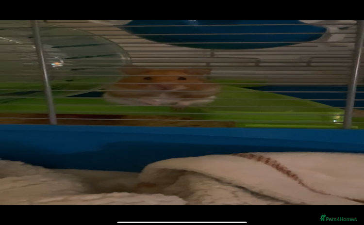 Hamster rodents - Advert 1