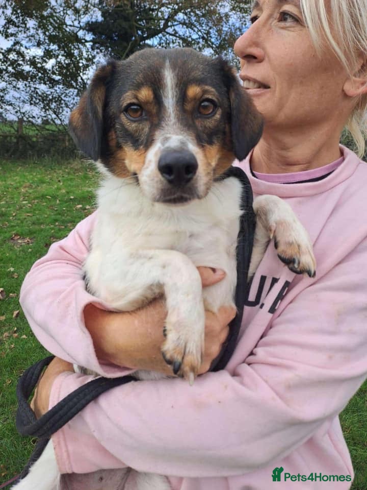 Mixed Breed dogs Maxi - Norwich Norfolk  in Norwich - Advert 24