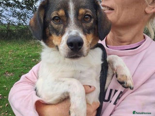 Mixed Breed dogs Maxi - Norwich Norfolk in Norwich - Advert 19