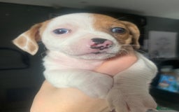 Chiweenie dogs for sale: 6 golden brown/whitecheweenies available  - Image 12