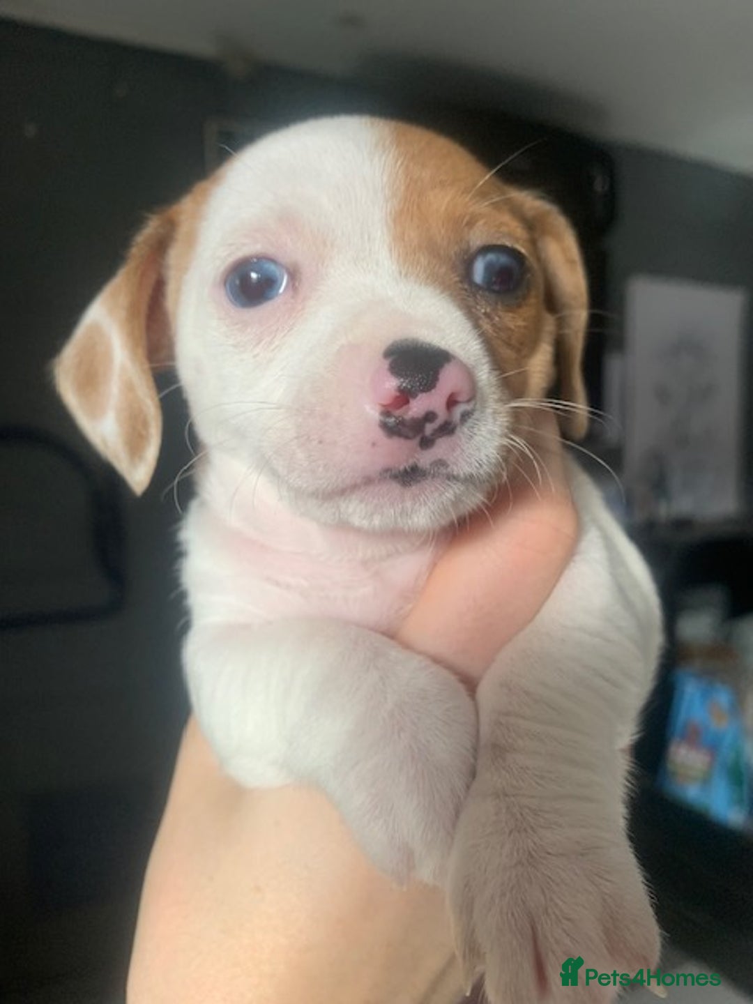 Chiweenie dogs for sale: 6 golden brown/whitecheweenies available  - Image 12