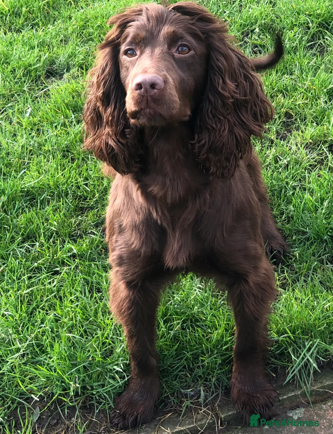 Cockapoo dogs for sale: Healthy toy poodle companions  - Advert 18