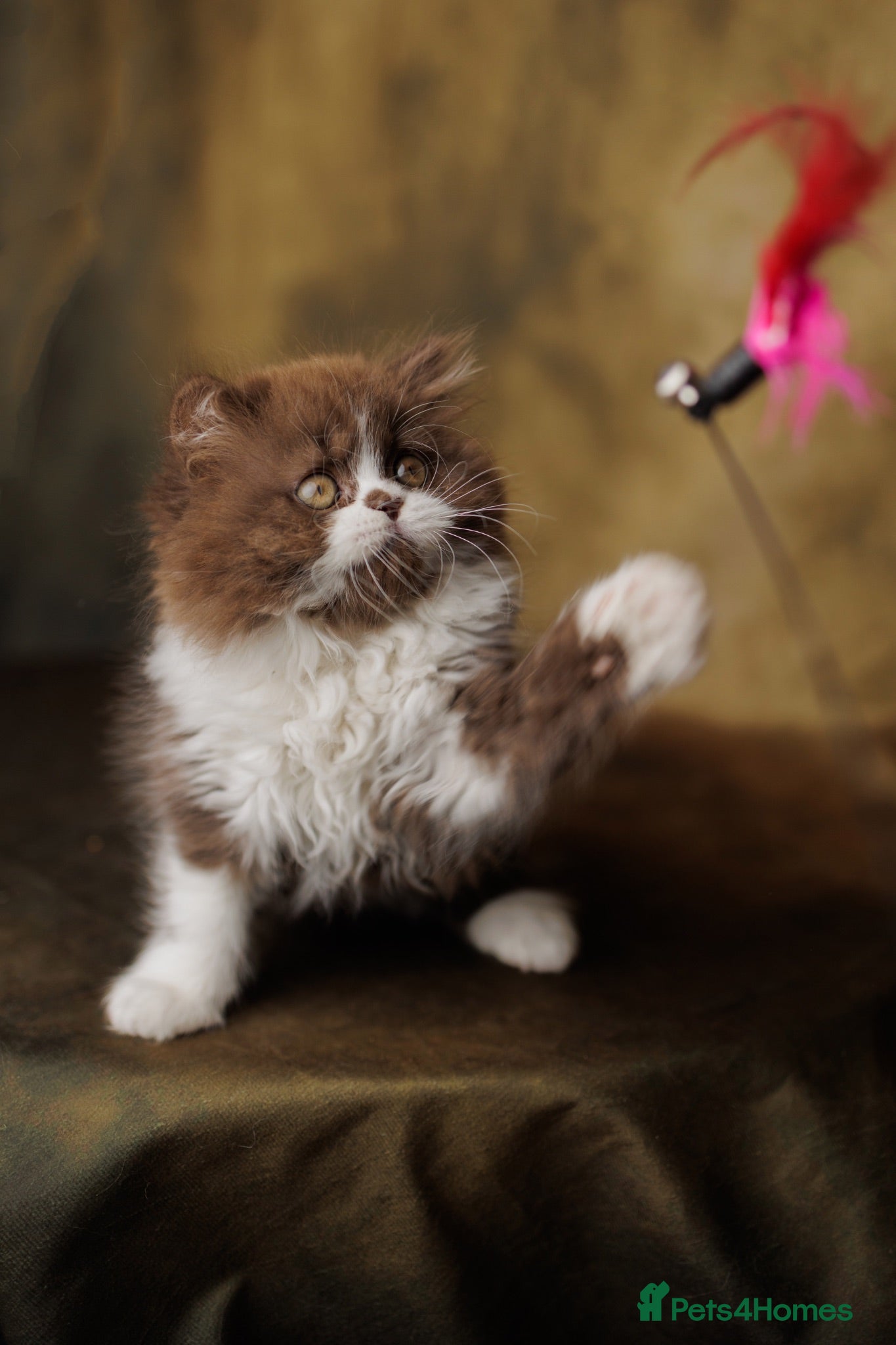 British Shorthair cats Choco Lilac Red Bicolour British Short Long-haird - Advert 1