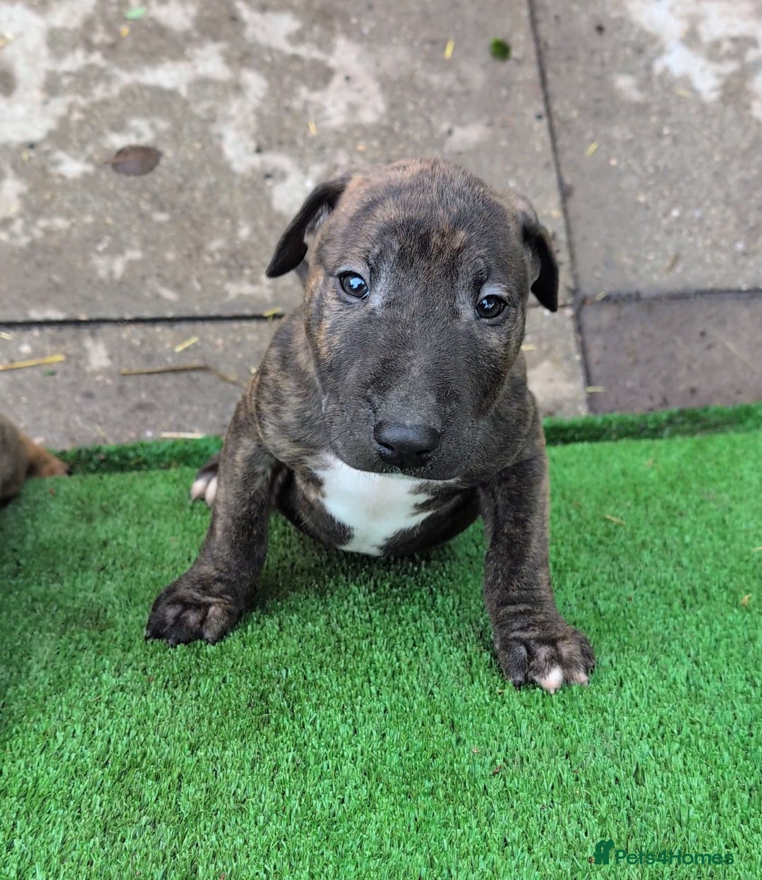 English Bull Terrier dogs for sale: Working line English bull terriers  - Advert 10