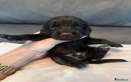 Cocker Spaniel dogs for sale: Kc registered, cocker spaniels. REDUCED PRICE! - Image 6