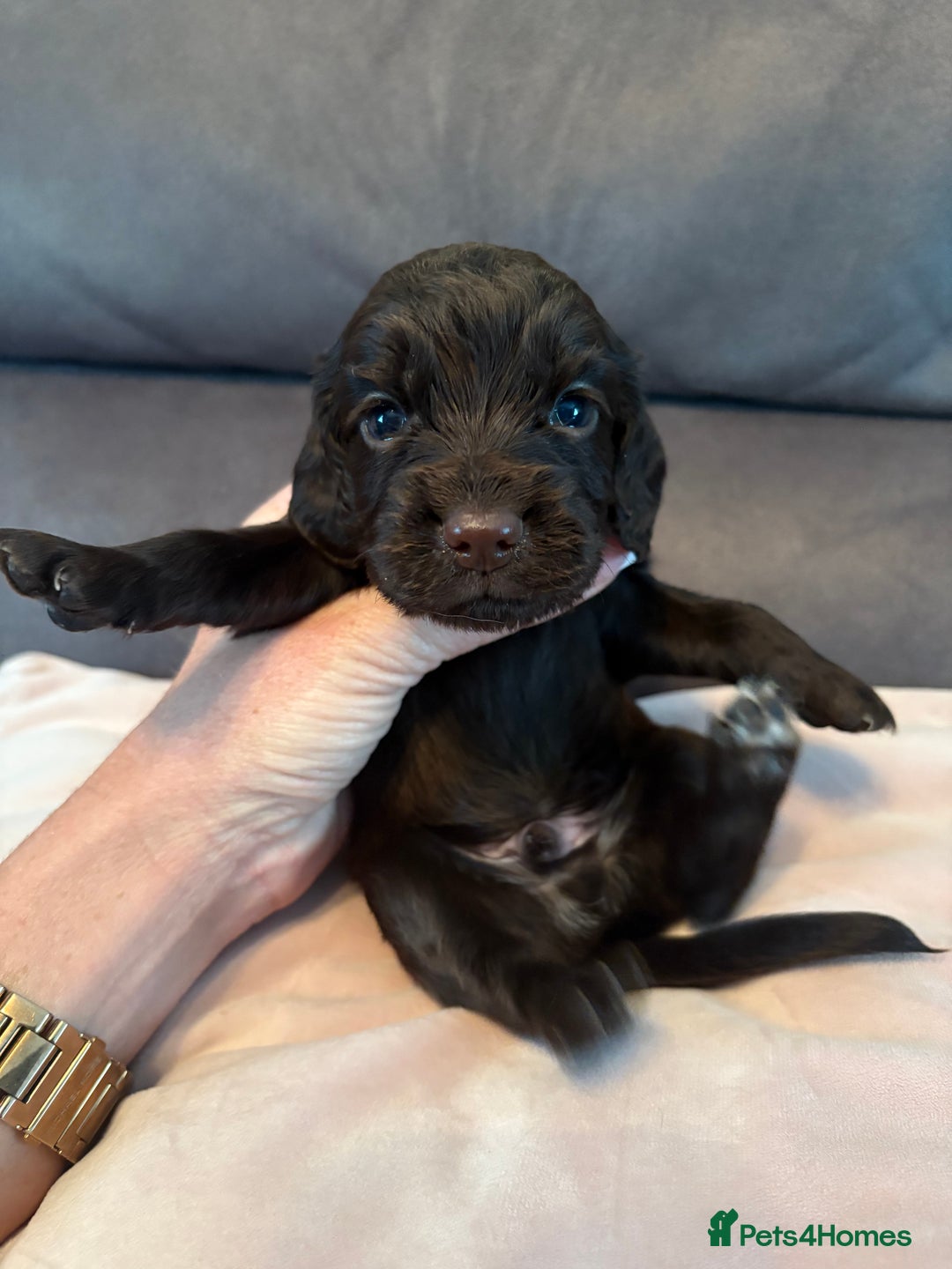 Cocker Spaniel dogs for sale: Kc registered, cocker spaniels. REDUCED PRICE! - Image 6