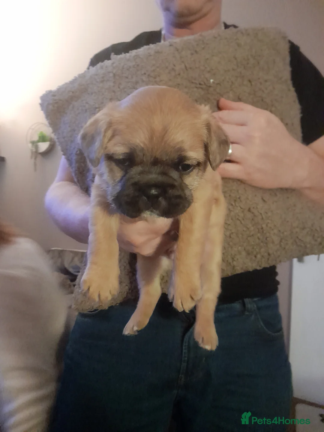 Mixed Breed dogs for sale: French bulldog cross shih tzu puppies. - Advert 2