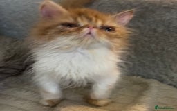 Exotic cats for sale: SHOW QUALITY EXOTIC KITTENS - Image 1